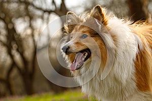 Portrait of happy sheltie in the park.