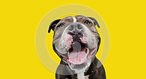 Portrait happy smiling american bully dog. Isolated on yellow background