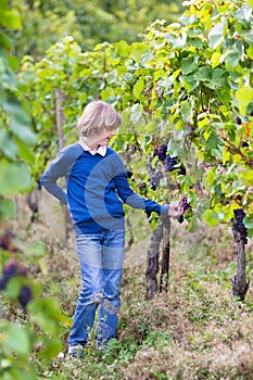 Portrait of a happy smiling boy on autumn vine yard