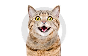 Portrait of a happy smiling cat Scottish Straight