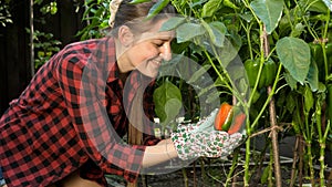 Portrait of happy smiling woman looking at ripe red bell pepper growing on garden bed at backyard. Concept of gardening