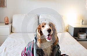 Portrait of a happy spaniel dog sitting on the sofa in bedroom.