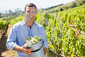 Portrait of happy vintner holding harvested grapes in bucket