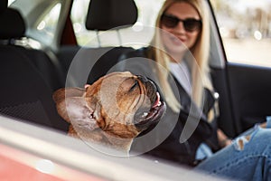 Portrait of a happy young bulldog enjoying stroking. Cute pet sitting in a car with the eyes closed