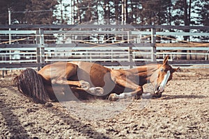 Happy young chestnut budyonny gelding horse rolling in sand in paddock in spring daytime