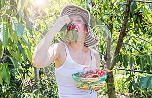 Portrait of happy young woman gardener picking and eating sweet cherry from tree