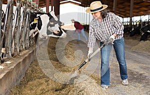 Portrait of a hardworking elderly woman with a shovel, working on a livestock farm