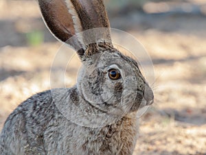 Portrait of a hare