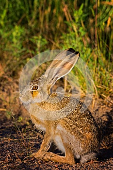 A Portrait Of A Hare