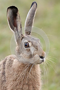 Portrait of a hare photo