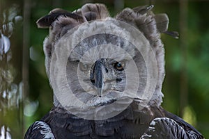 Portrait of Harpy eagle Harpia harpyja proudly looking forward photo