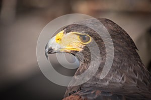 Portrait of a Harris Hawk