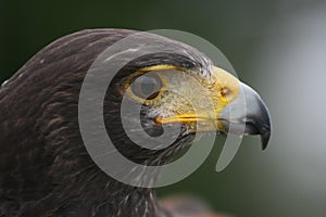 Portrait of a Harris Hawk Headshot