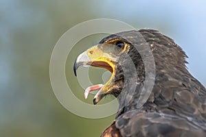 Portrait of a Harris Hawk Parabuteo unicinctus