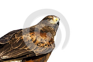 Portrait of a Harris Hawk on white background