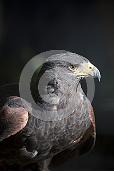 Portrait of a Harris's Hawk against dark backdrop