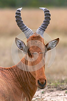 Portrait of an hartebeest at the masai mara