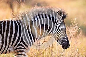 Portrait of Hartmann`s mountain zebra foal, Equus zebra hartmannae in colorful light of setting sun. African wildlife, vivid