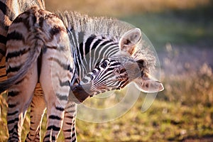 Portrait of Hartmann`s mountain zebra foal, Equus zebra hartmannae in colorful light of setting sun. African wildlife, vivid