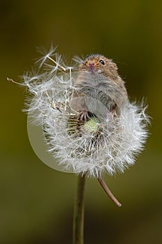 Portrait of a harvest mouse on a dandelion clock