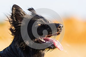 Portrait of a Harzer Fuchs - Australian Shpherd hybrid