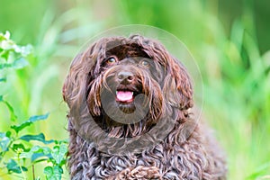 Portrait of a Havanese dog