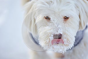 Portrait of havanese dog face in winter