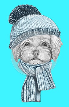 Portrait of Havanese with glassesand scarf.