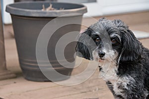 Portrait of Havanese puppy dog