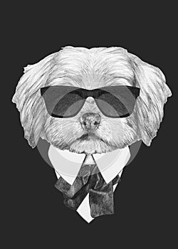 Portrait of Havanese in suit.