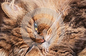 Portrait of the having a rest Persian cat