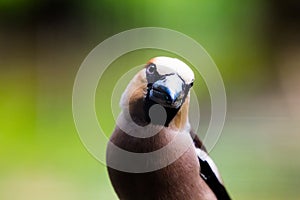 Portrait of hawfinch very close