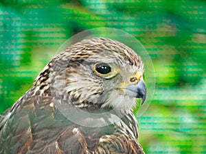 Portrait of Hawk Bird family Accipitridae. Hawks are widely distributed and vary greatly in size. The subfamily Accipitrinae