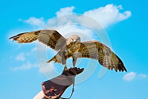 Portrait hawk on falconer gloves