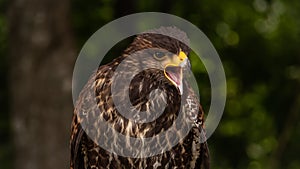 Portrait of Hawk harris Parabuteo shouting on the prey