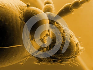 Hazel leaf-roller weevil