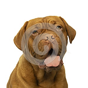Portrait of the head of an adult Dogue de Bordeaux dog, female isolated on a white background