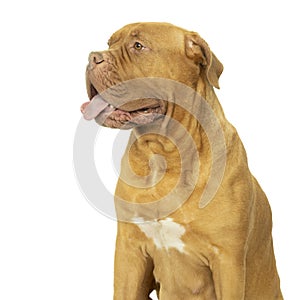 Portrait of the head of an adult Dogue de Bordeaux dog, female isolated on a white background