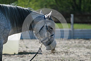 Portrait of the head of an Arab horse gray in buckwheat at endurance competitions.