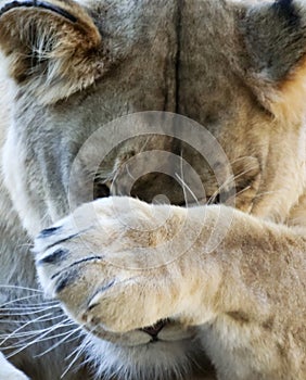 A Portrait of the Head of an Ashamed African Lion Female