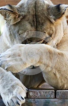 A Portrait of the Head of an Ashamed African Zoo Lion Female