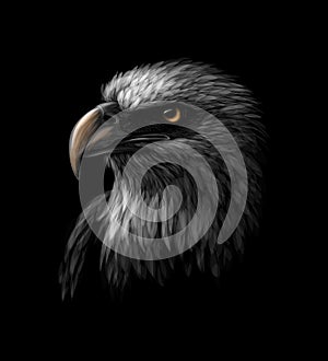 Portrait of a head of a bald eagle on a black background