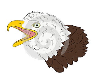 Portrait of the head of a bald eagle in isolate on a white background.