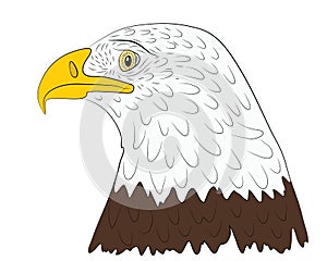 Portrait of the head of a bald eagle in profile in isolate on a white background