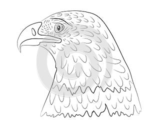 Portrait of the head of a bald eagle in profile in isolate on a white background.