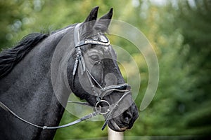 Portrait of the head of a black horse