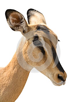 Portrait of Head of Blackfaced Impala isolated on white