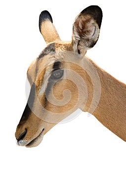 Portrait of Head of Blackfaced Impala isolated on white