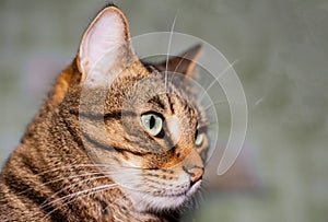 Portrait of the head of a brown-striped cat in profile. Feline face with bright eyes, close-up. European Shorthair cat