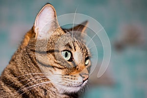 Portrait of the head of a brown-striped cat in profile. Feline face with bright eyes, close-up. European Shorthair cat looks away